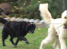 Hokie Takes Bella For A Walk